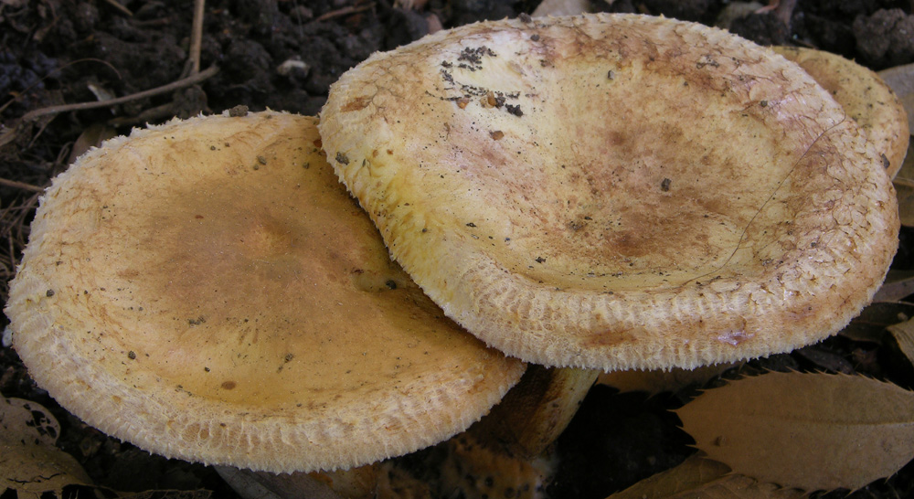 Paxillus ammoniavirescens Contu & Dess�